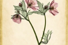 Lenten Rose
