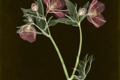 Lenten Rose on Black