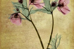 Lenten  Rose - textured