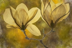 Magnolia-colored-800