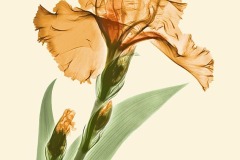 Orange Iris