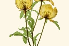 Peoni-Trio-coloured-1