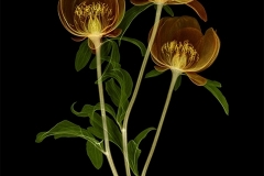Peony-Trio-creative-1