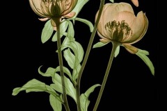 Peony Trio on Black