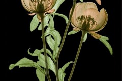 Peony Trio on black