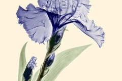 Purple Iris