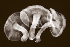 'Shroom Trio
