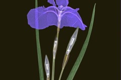 Siberian Iris on Black