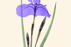 Siberian Iris