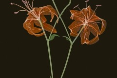 Tiger Lillies on Black