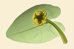 Waterlily #1