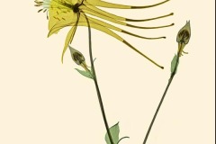Yellow Columbine