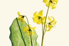 Yellow Dog Tooth Violet