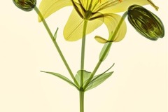 Yellow Lilly
