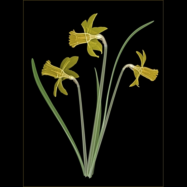 Daffodil Trio on Black