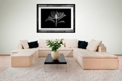 Living Room with Magnolia Xray