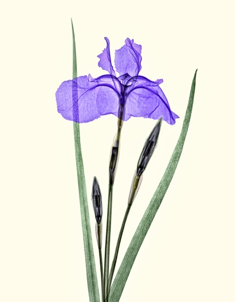 Japanese Siberian Iris