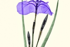 Japanese Siberian Iris