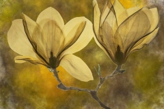 Magnolia-colored-800