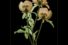 Peony-trio-creative