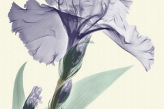 Blue Iris