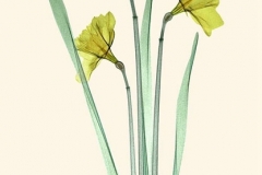 Daffodil Trio