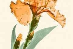Orange Iris