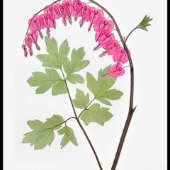 Bleeding Heart