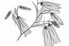 Bell Flower - Black  on White