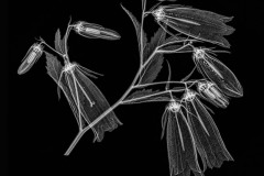 Bell Flower - white on black