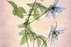 Blue Boy Clematis