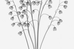 Lily of the Valley-b-w-web