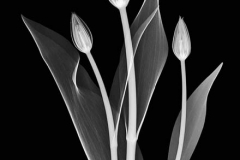 Three Tulips