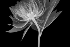 Bartzella Peony