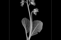 Bergenia