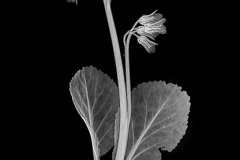 Bergenia