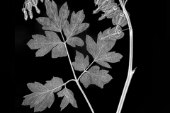 Bleeding Heart