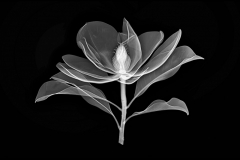 Bracken's Brown Beauty Magnolia