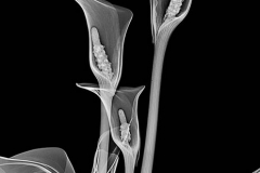 Calla lllies