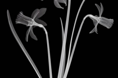 Daffodil Trio