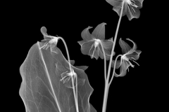 Dog Tooth Violet