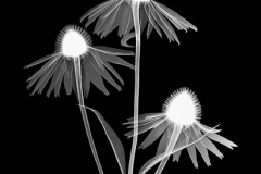 Echinacea