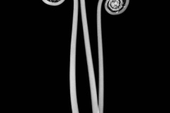 Fern Frond