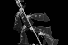Foxglove