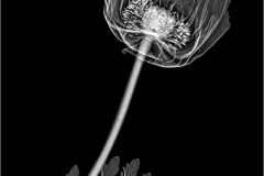 Poppy