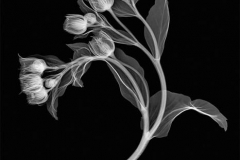 Hellebore