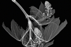 Horse Chestnut