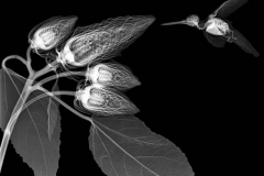 Hummingbird and Hybiscus