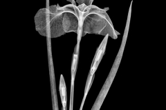 Japanese Siberian Iris