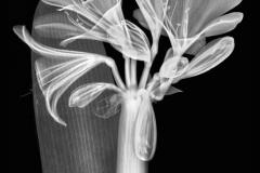 Kaffir Lily
